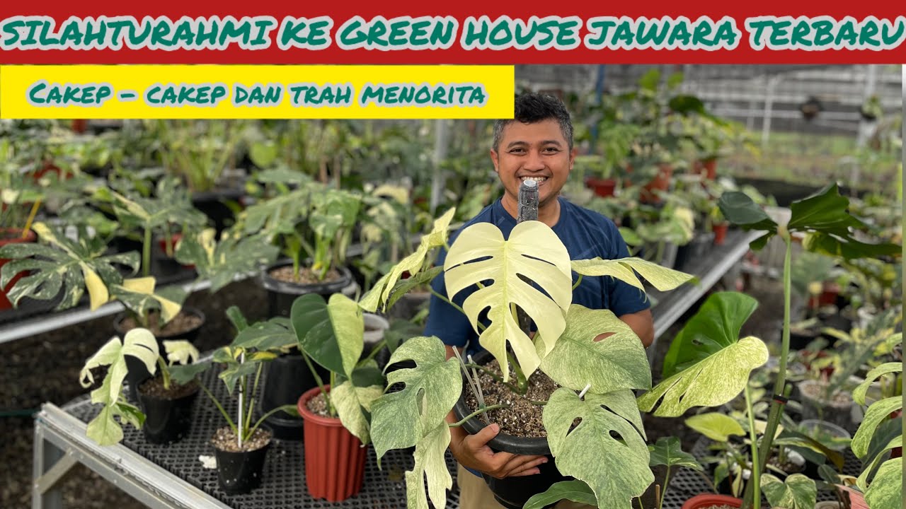 SILAHTURAHMI KE GREEN HOUSE JAWARA NURSERY TERBARU⁉️ BENER-BENER CUCI MATA DISINI BIKIN HATI HAPPY