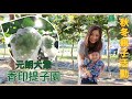 【親子 VLOG】親手摘香印提子 | YuenLong Grapes Farm ⟪«YouMoLin»⟫