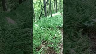 In the woods MTB and you stop breathing for a min.