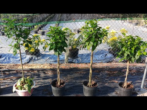 Video: Flätad hibiskusvård - hur man formar ett flätat hibiskusträd