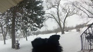 GoPro Border Collie in the snow