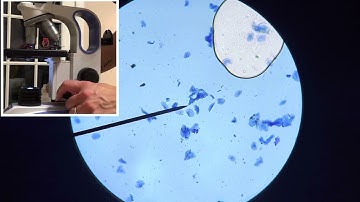 Observing epithelial cheek cells under a microscope Virtual Lab