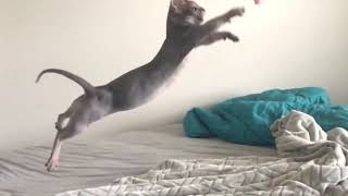 Bambino hairless cat sphynx jumping by Jamie pawprintsbyjamie 1,525 views 4 years ago 2 minutes, 15 seconds