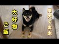 柴犬くま太　大好物のご飯を食べる