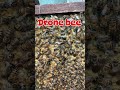 #beecolony #beest #animalhusbandry #beeeater #beekeeping #bestbees #farming #honey #savethebees