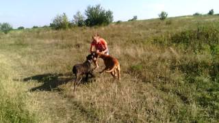 Бордовський Дог и Коне Корсо Ігри screenshot 4