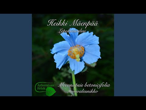 Lepokotivalssi Meconopsis betonicifolia,