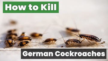 How to Kill German Cockroaches in 3 Simple Steps