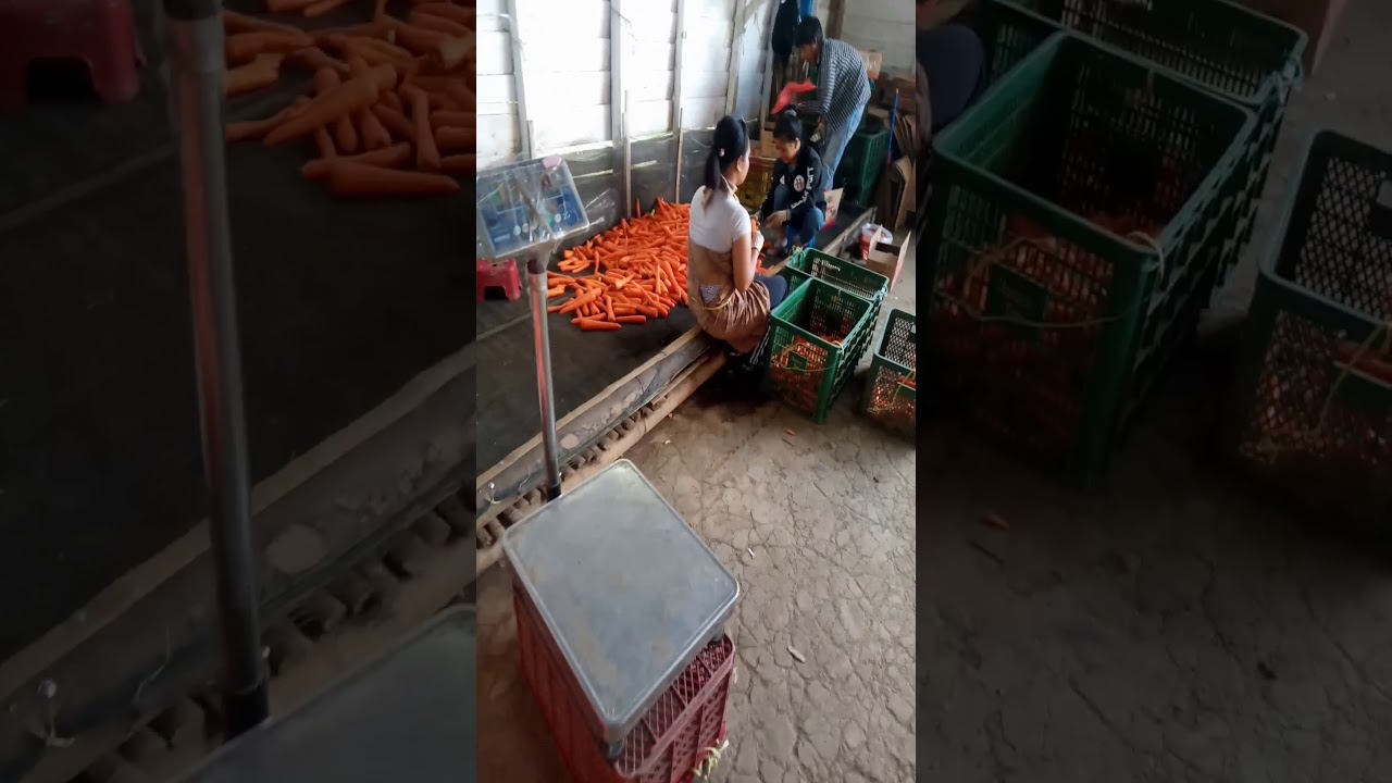 Wartol manis brastagi