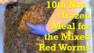 Pop quiz on bin stats prior to non-frozen feeding of mixed red worms - vermicompost