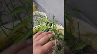 Vegitable Table Plant Tour | Gardening | Home Gardening | Plant Care | #garden #plants #vlog