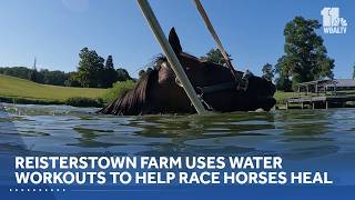 Farm uses pond workouts to help racehorses heal