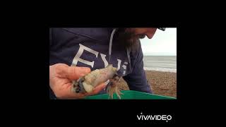how I rig up using squid, black lug, razor and mackerel