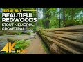 Stout Memorial Grove Trail in 4K HDR - Forest Walk through the Redwoods - Part 1