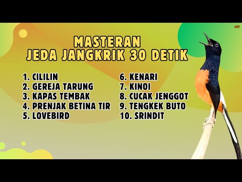 Masteran Best Kompilasi !!! Suara burung Cucak jenggot - cililin - Gereja tarung #requestmastering33