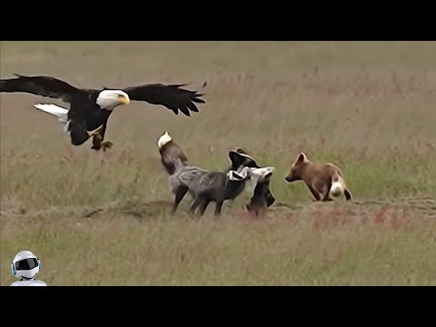Видео: Орел Атаковал На Полной Скорости / Случаи с Животными Снятые На Камеру