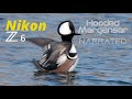 Hooded Merganser - Nikon Z6 Narrated Videography Vlog