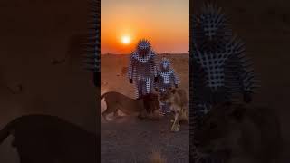 Man & Son In A Tin Suit Walks With Lions Unreal Africa Savanna