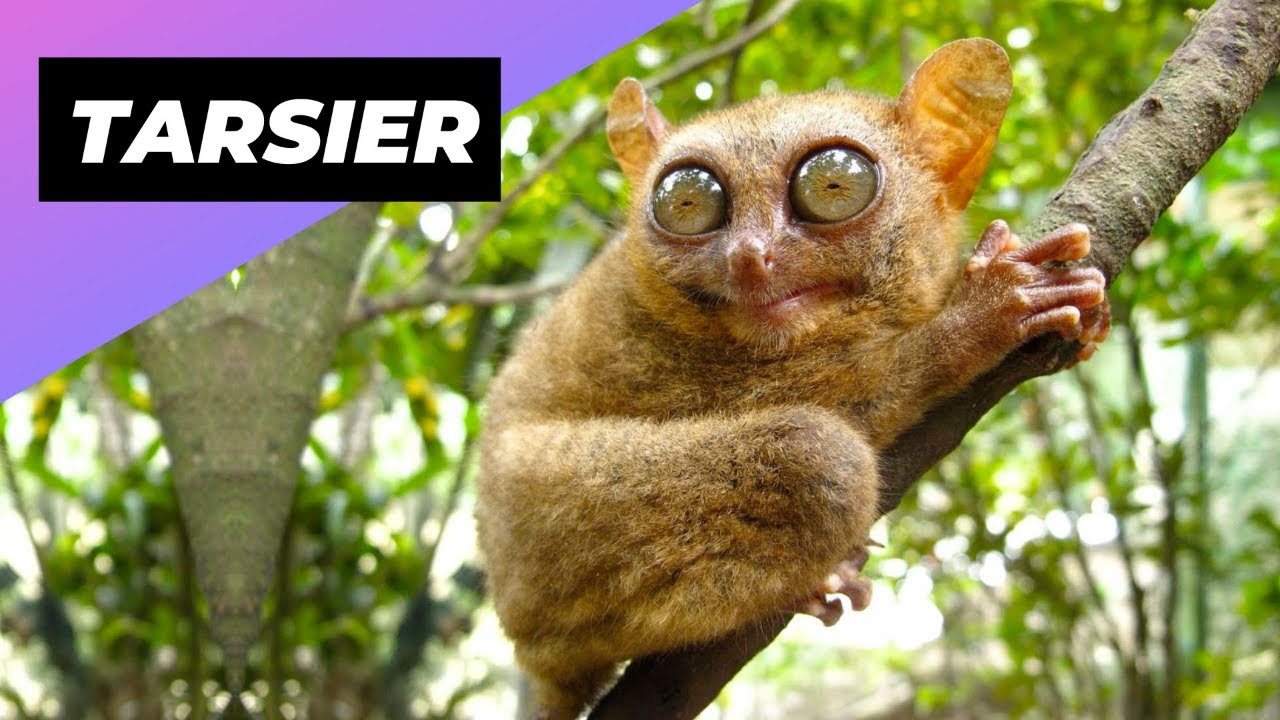Tarsier 🐒  One Of The Cutest And Rarest Animals In The Wild #shorts