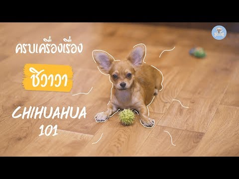 ชิวาวา ครบเครื่องเรื่องชิวาวา 101 Chihuahua 101 | SudPad-Dog