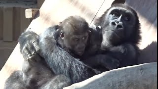 Gorilla⭐ Gentaro who likes his younger brother too much and sometimes kidnaps him.【Momotaro family】