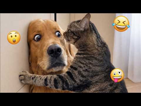 Try Not To Laugh 🐶 Best Animal Video Compilation You Can’t Miss 🤣 #1