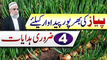 Four Guidelines for Better Production of Onion Crop || Crop Reformer