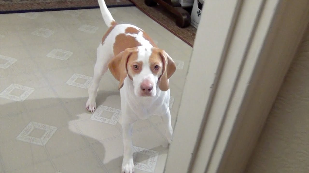 Cute Dog Plays Hide & Seek: Cute dog Maymo puppy paradise