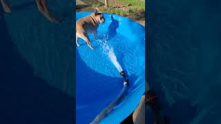 Groot the French bulldog and Drax the pitbull playing in the kiddie pool