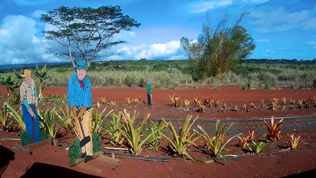 Pineapple Express Train Tour Dole Plantation YouTube