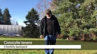 Paul Encounters Conocybe Tenera