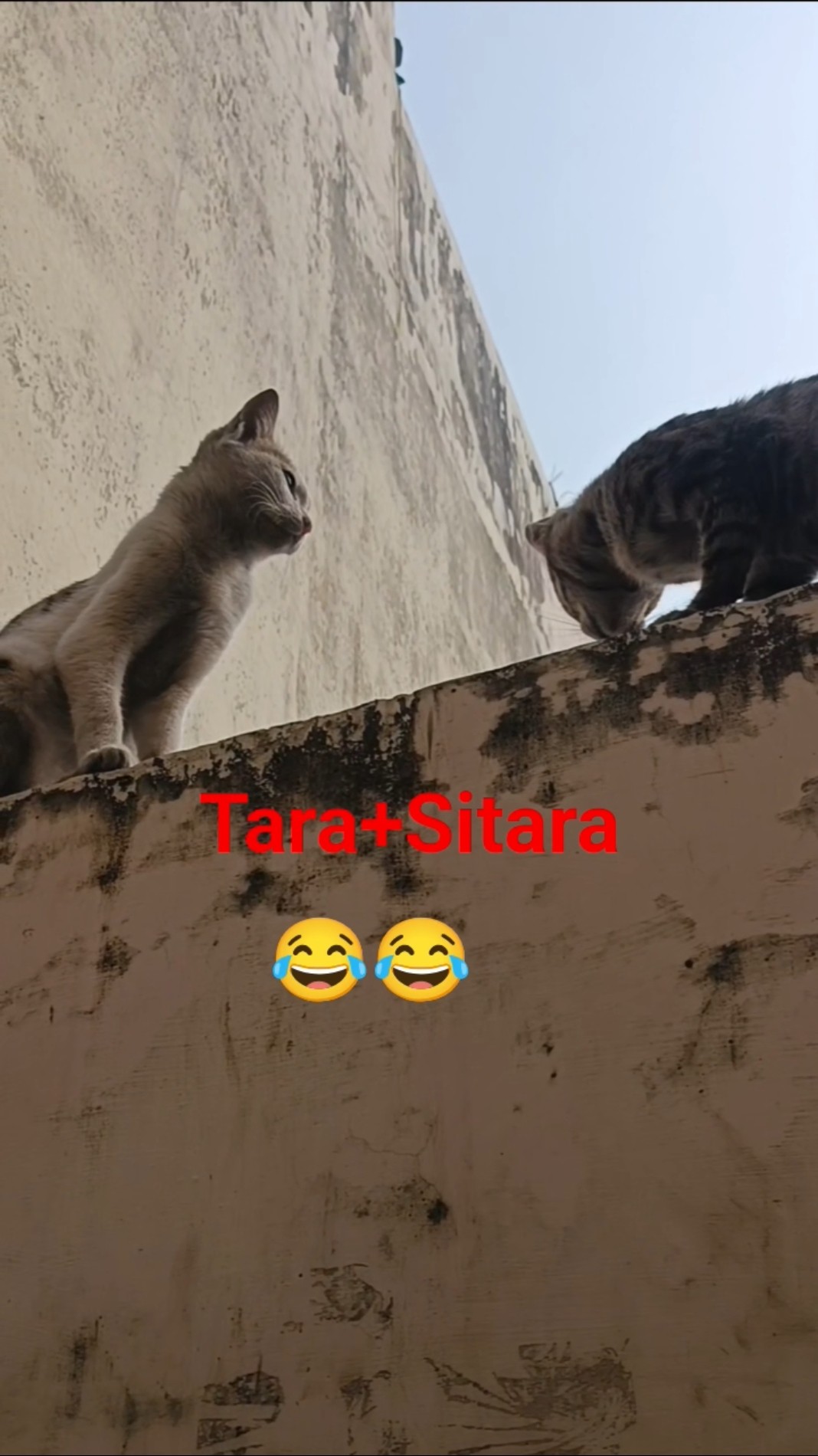 🐕 एनिमल लवर 🐱 - ShareChat