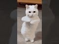 cute cat dance video