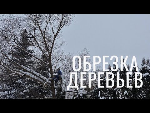 КРОНИРОВАНИЕ ДЕРЕВЬЕВ. УДАЛЕНИЕ ДЕРЕВЬЕВ ЛЮБОЙ СЛОЖНОСТИ.