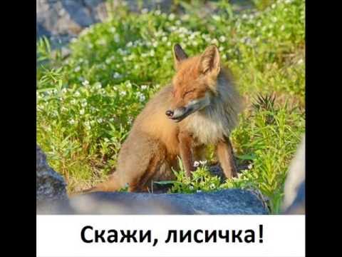 Переведи fox