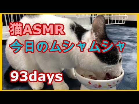 猫ASMR：今日のムシャムシャ 93days