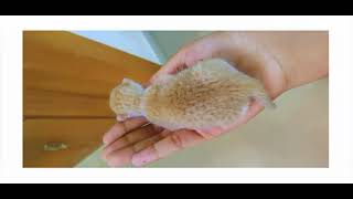 The New born kitten 😍❤️ by CAT Lover 104 views 2 years ago 1 minute, 54 seconds