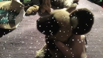 The Greatest Hope | Webkinz MEP Part 17