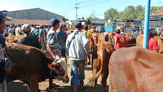 GEGER Siang ini ❓Gak Jadi Riview Pedet Jantan || Pasar Sapi Nganjuk ||