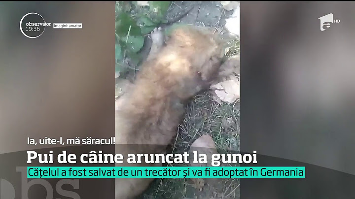 Un trecător a salvat un pui de câine dintr-un tomberon din Buftea