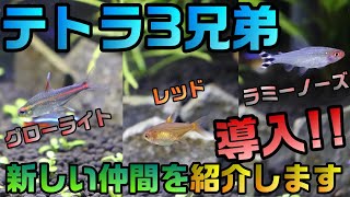 【アクアリウム】テトラ３兄弟!?導入したので紹介します！【趣味活】【くだ笑】