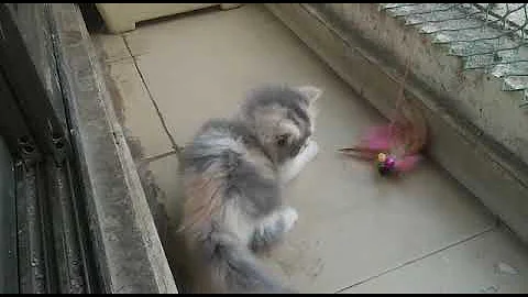 Video 5637161: persiancat persiankitten cat kitten, persiancat persians, quality persian kittens, calico kitten