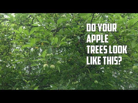How to Prune your Apple Tree: From Whip to Fruit