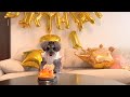 We celebrated our Miniature Schnauzer's 1st birthday !