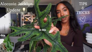 Alocasia Jacklyn 6 Month Update | How to Master Your Alocasia Jacklyn | My Tips & Tricks ✨