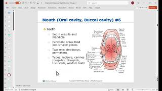 ANatomy and physiology Chapter 26 Diogestive System