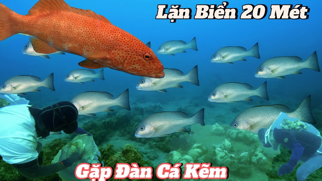 Lặn 20m  Bất Ngờ Gặp Ổ Ốc Gai & Cá Mú Đỏ -Spiny Snails & Red Groupers Found at 20m