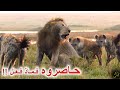 الاسد الملك في مواجهة قطيع من الضباع | معركة ملحمية