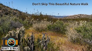 Uncover the History of Morteros Trail: Anza-Borrego Trail Guide