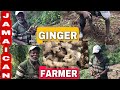 Man farming ginger from he was 9 years old  an inspirational ginger farmer  jamaican ginger
